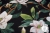 TKANINA BAWEŁNIANA MAGNOLIE-8878