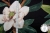 TKANINA BAWEŁNIANA MAGNOLIE-8879