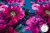 TKANINA SILK INDO TWILL KWIATY NA TURKUSIE-10624